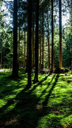 网站seo优化服务截图5