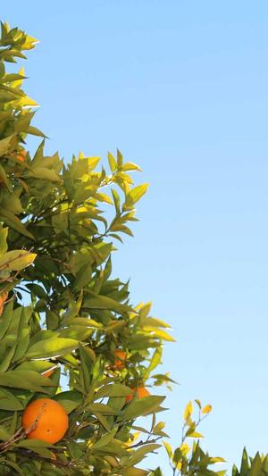 梦幻西游手游私服端截图2