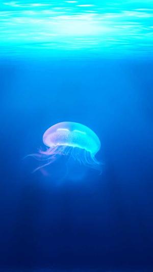 重庆seo优化公司哪家好截图2