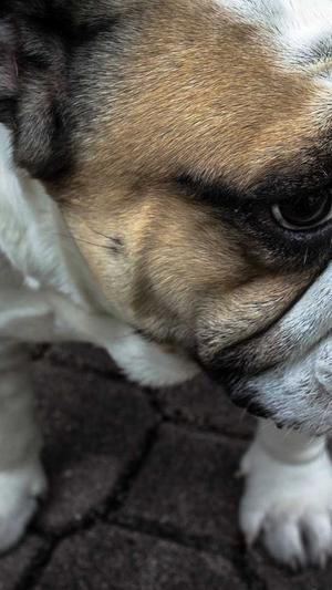 梦幻西游独家手游私服截图1