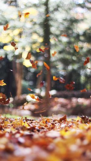 梦幻西游手游私服2022截图2