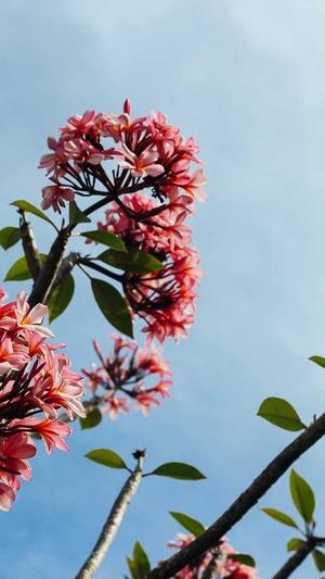 梦幻西游手游私服公益服截图1