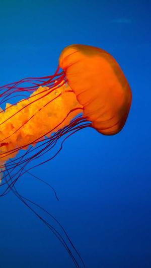 重庆seo优化公司排名截图2