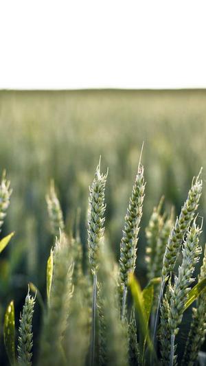 蜘蛛池 变现截图2