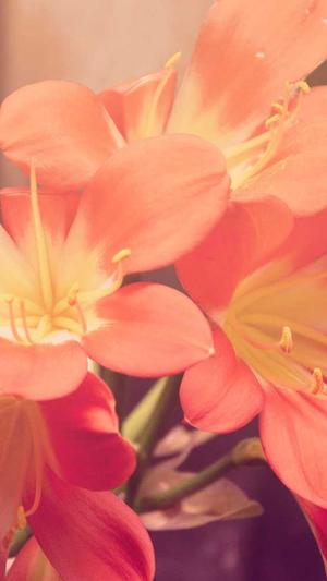 seo培训教程泛目录外推截图3