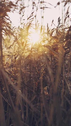 梦幻西游私服网站截图3