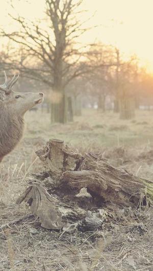 梦幻西游私服手游截图4