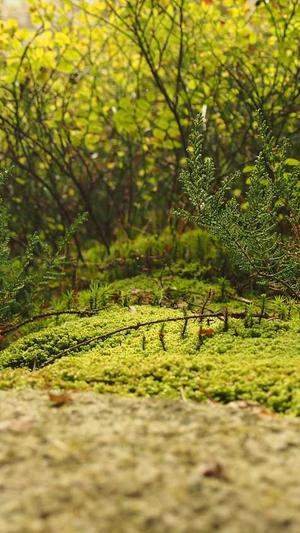 常德网站seo截图1