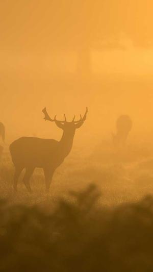梦幻西游私服找马斯特截图5