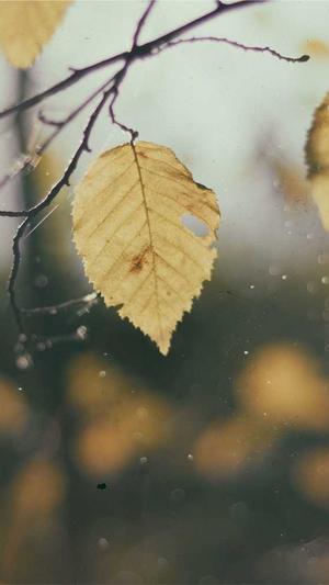 零距离泛目录程序源码截图2